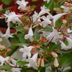 Abelia Grandiflora