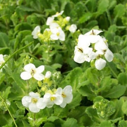 Arabis Snowcap