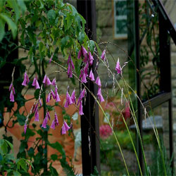 Dierama-pendulum