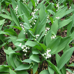 Lily-of-the-Valley.