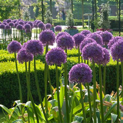 aliums