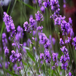 Lavender