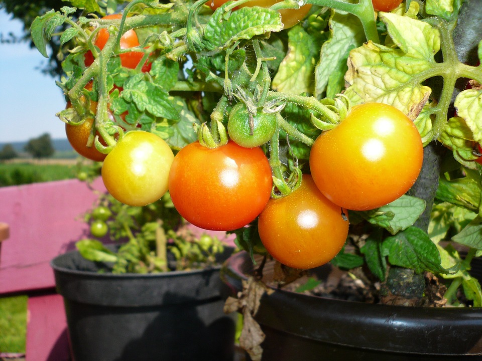 tomatoes