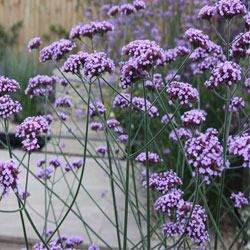 verbena